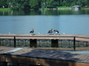 Geese at Lindsey Bridge Docks